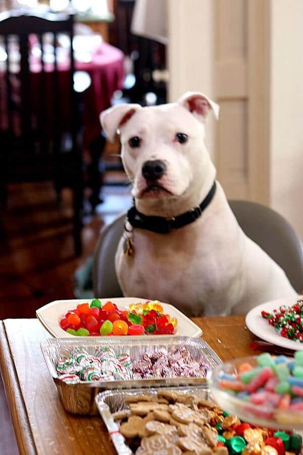 a white pit bull dog looks at the candy on the table, ready for the gingerbread house party to begin