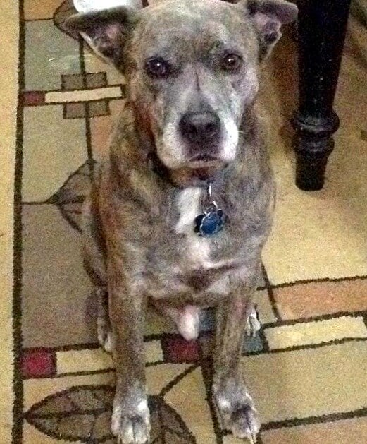 Cuddles waiting for one of his favorite Homemade Dog Food Recipes for Senior Dogs -restlesschipotle.com