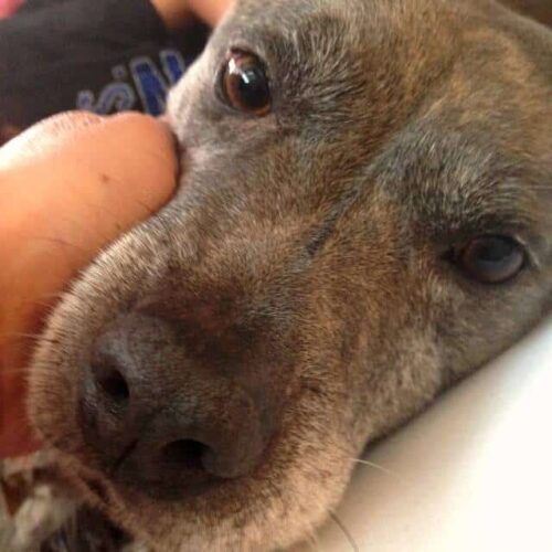 Homemade Dog Food Recipe (Low Protein) Restless Chipotle