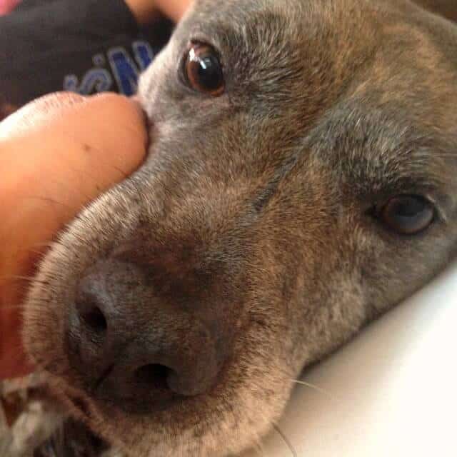 cuddles was very sick but he is getting better on his new low protein diet. Homemade dog food recipes for senior dogs make it easy