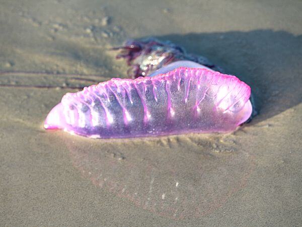 I saw several Portuguese Man-O-Wars on the beach during our Port Aransas Vacation