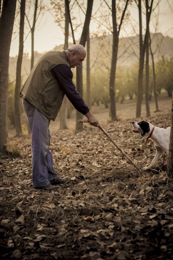 A man using a dog to find truffles in the woods.