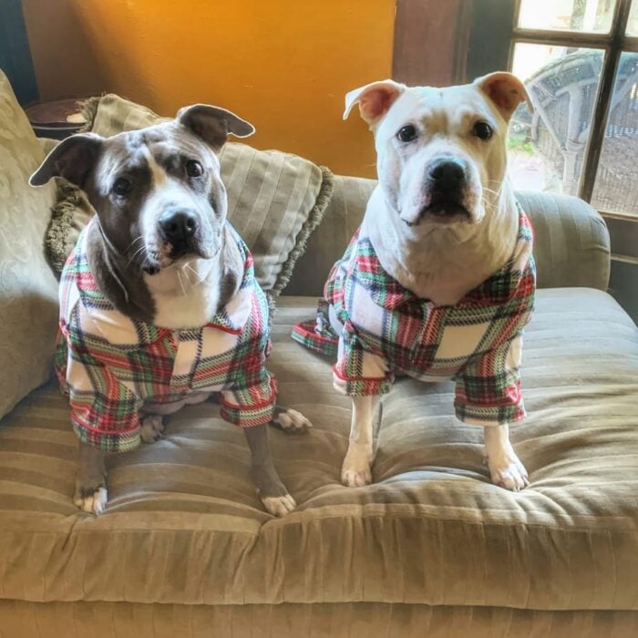 Two dogs in pajamias.