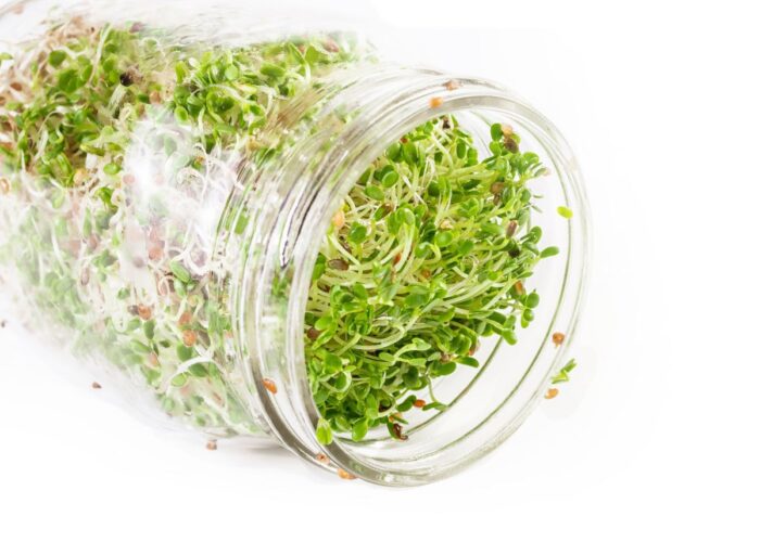 Alfalfa sprouts growing in a jar.