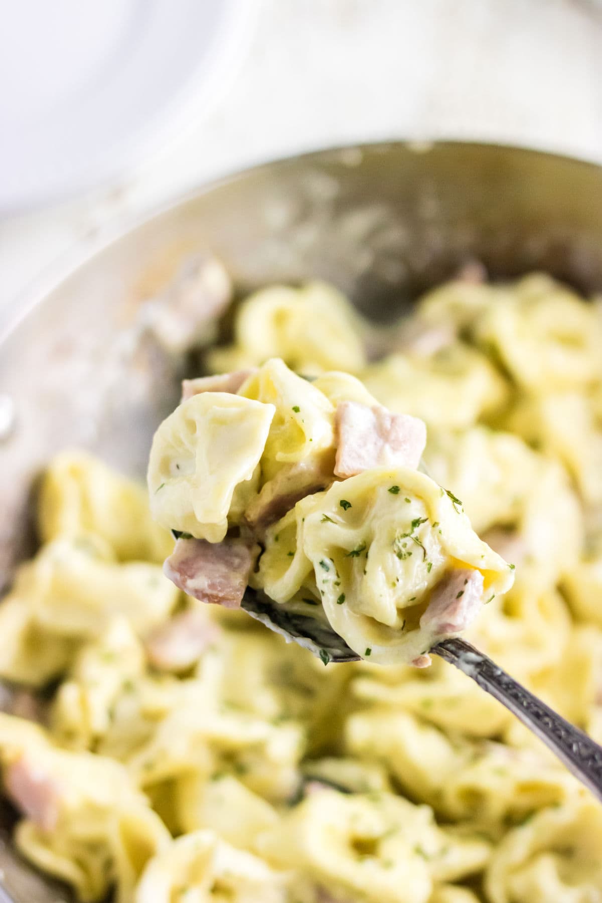 A serving spoon filled with tortellini.