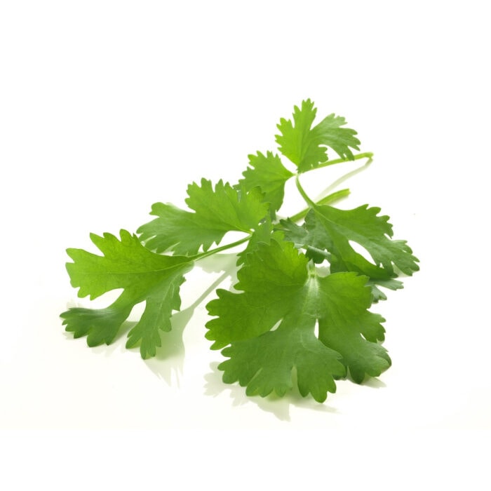 Green cilantro leaves showing the shape.