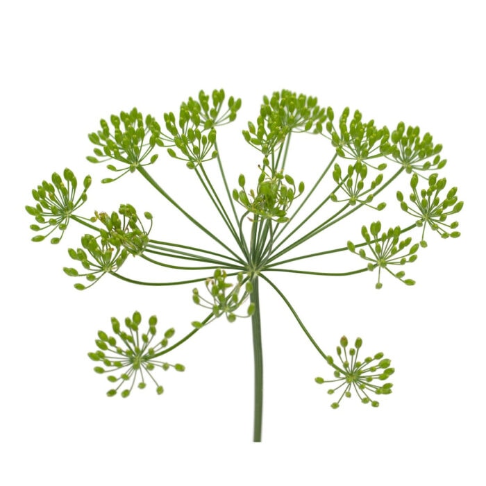 A head of dill weed.