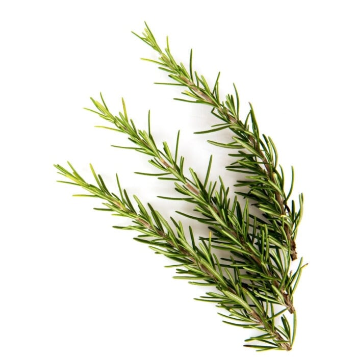 Rosemary leaves on a white background.