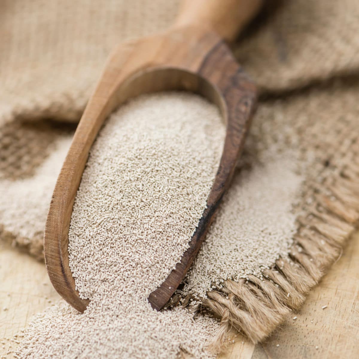 Dry yeast in a scoop to use in bread.